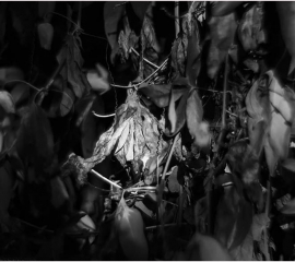 Passiflora caerulea, Gilling Garden 2017, Archival pigment print